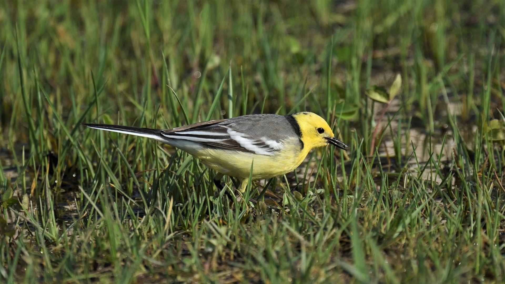 Sarıbaşlı kuyruksallayan